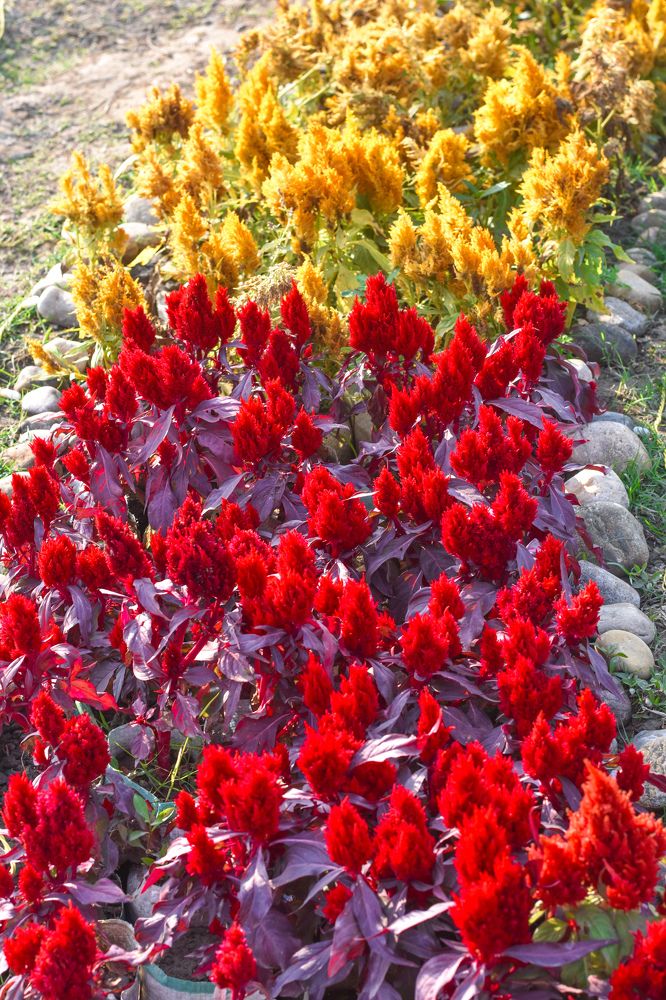 Photograph by Hasan Mehedi Amin