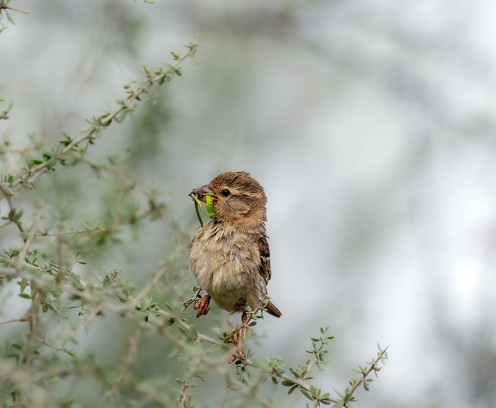 Фотография автора Sajeev Krishnan