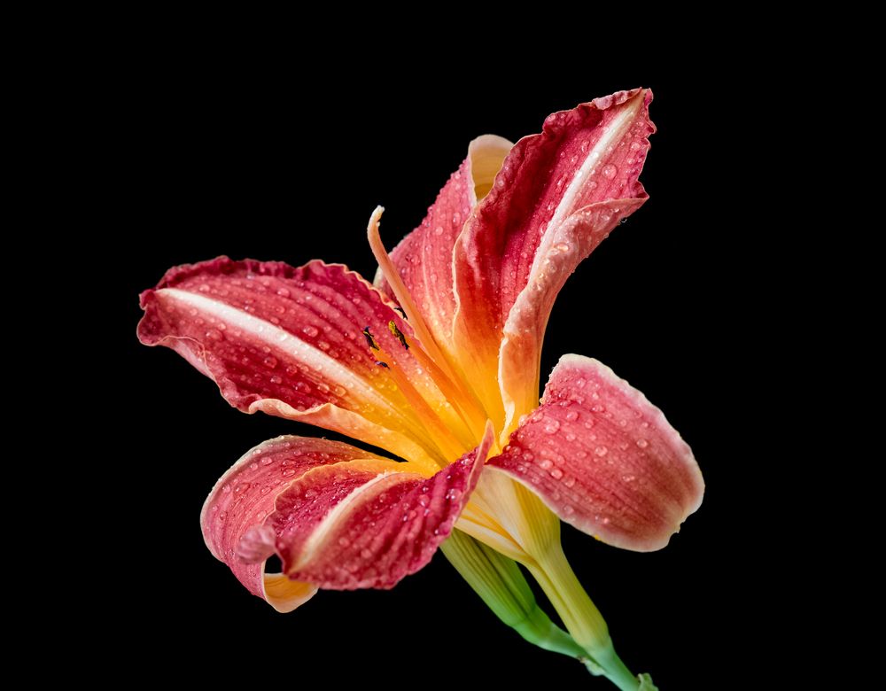 Фотография автора Olga Aleksandrovna