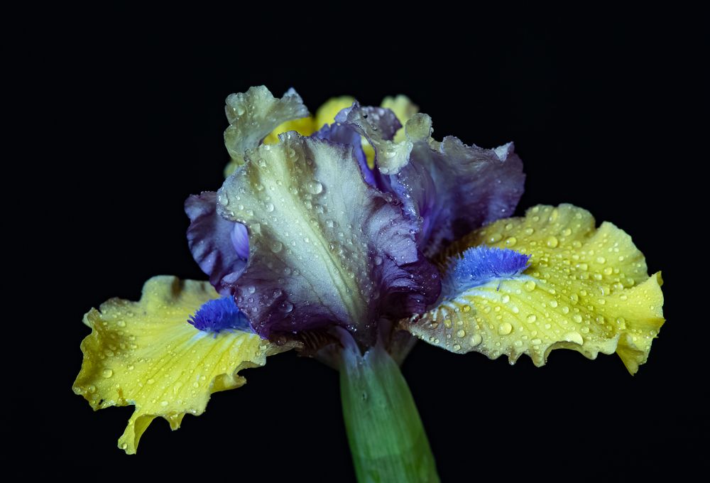 Фотография автора Olga Aleksandrovna