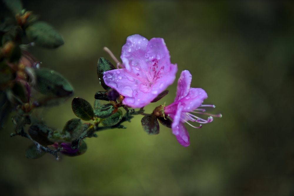 Photograph by Светлана Крат