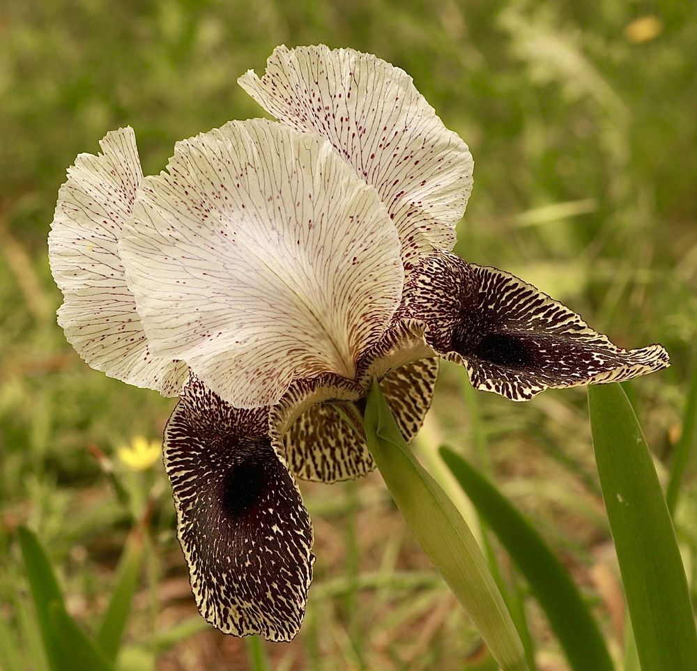 The Iris flower