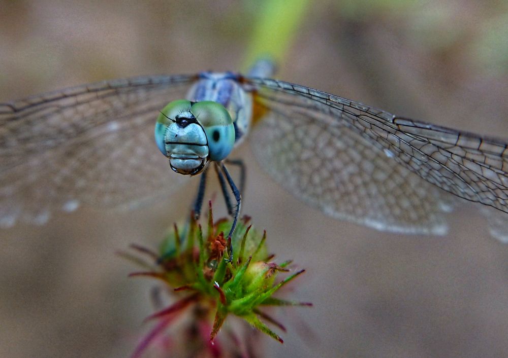 The most successful predator in the animal kingdom