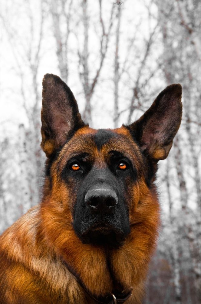 Photograph by Андрей Летов