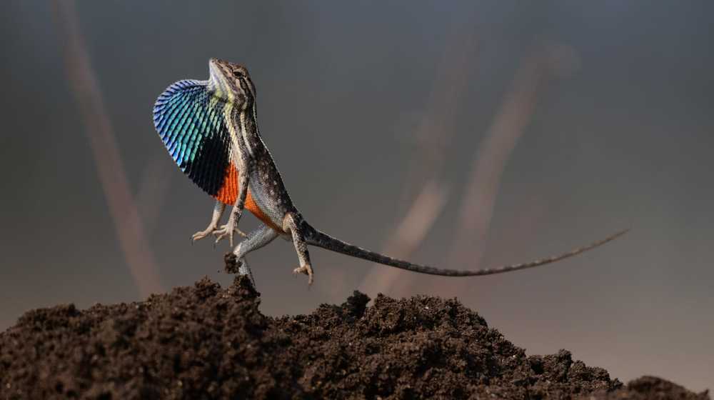 Фотография автора Biswanath Chatterjee