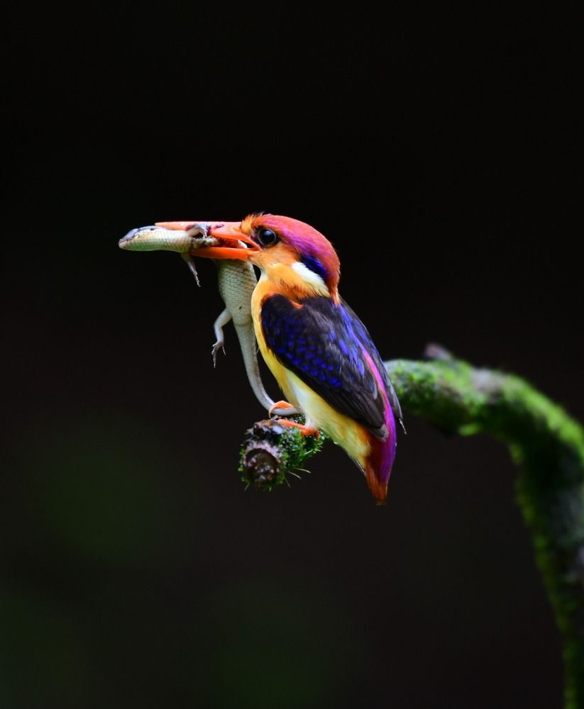 Фотография автора Biswanath Chatterjee