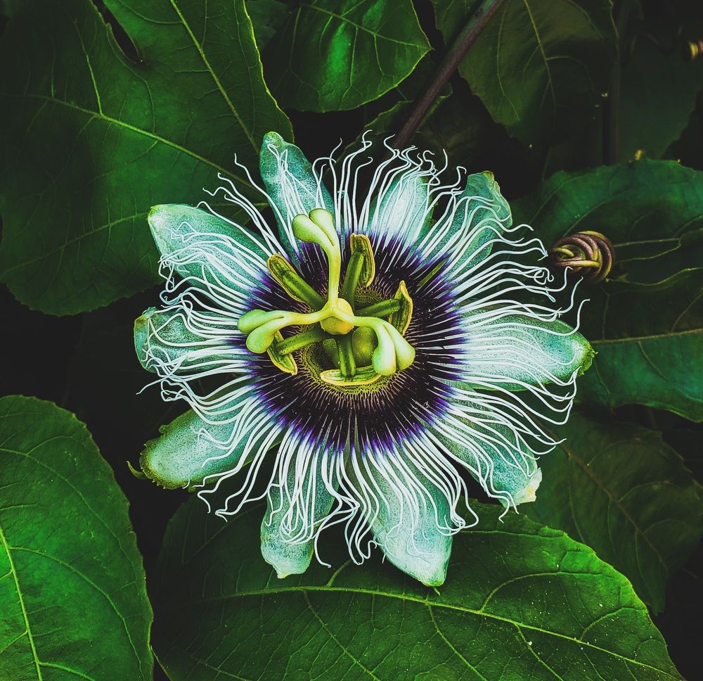 Photograph by Ketsia Samano