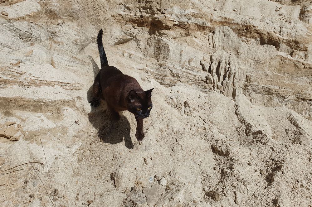 Фотография автора Надежда Лисицына