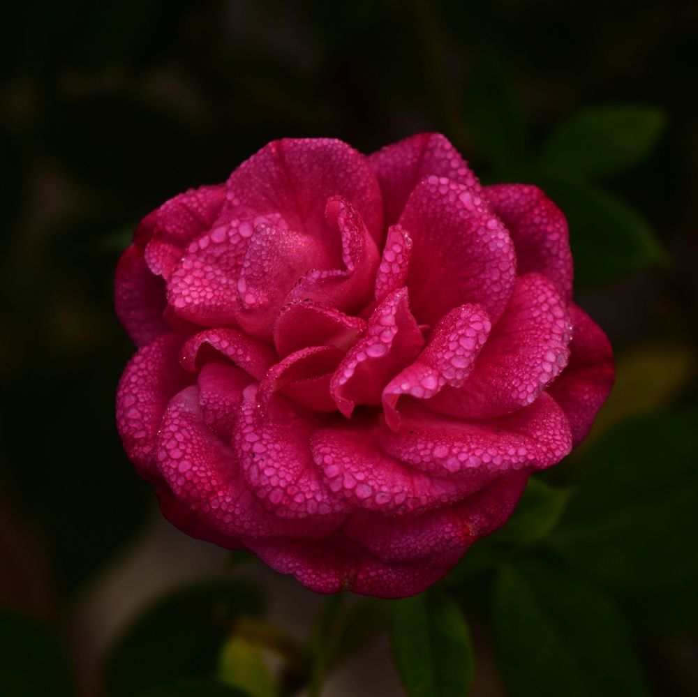 Фотография автора Sheuli Akther