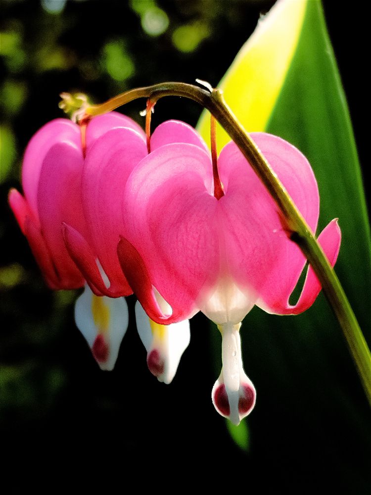 Фотография автора JELENA VASIC