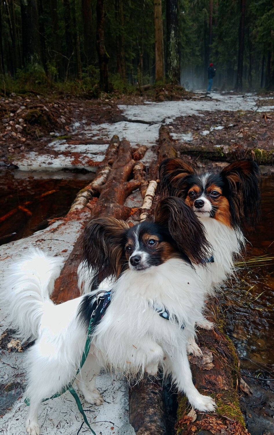 Photo #10977290
