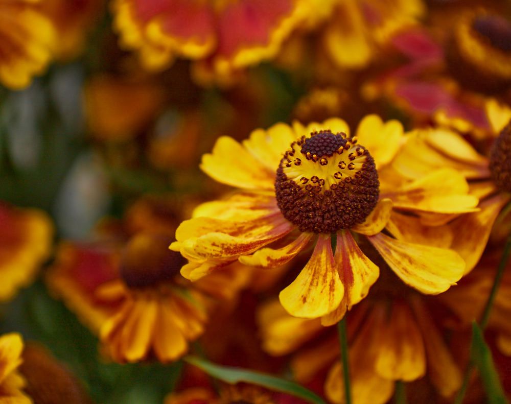 Фотография автора Ekaterina Palant