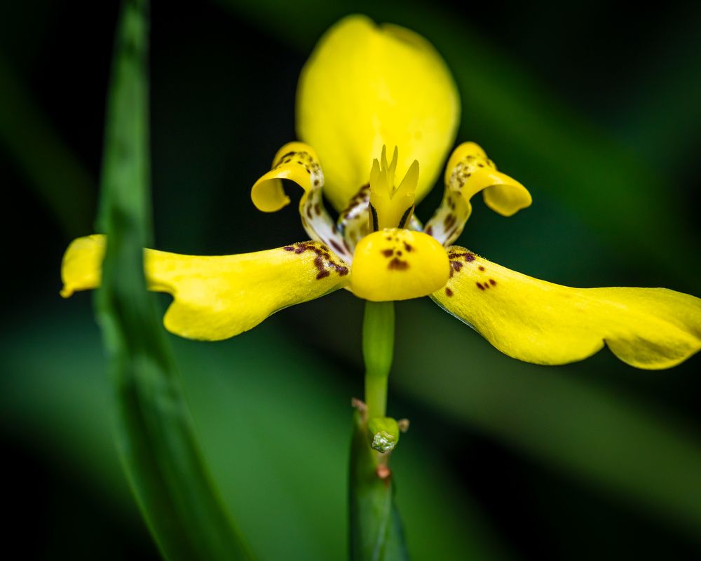 Фотография автора Kong SY