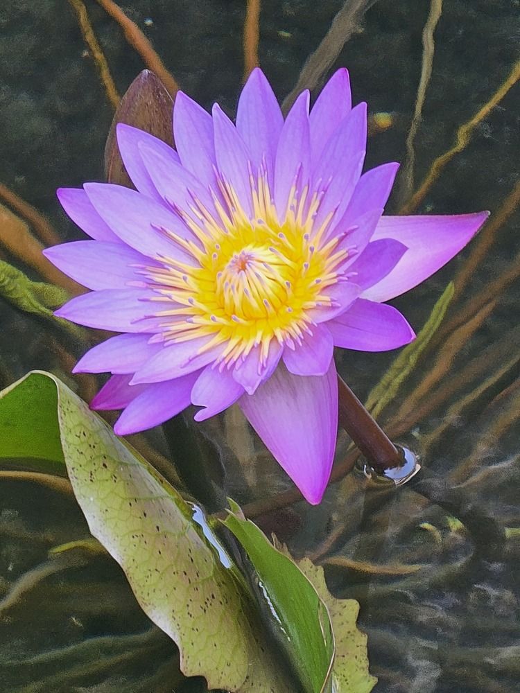 Фотография автора Oksana Podgorodetska