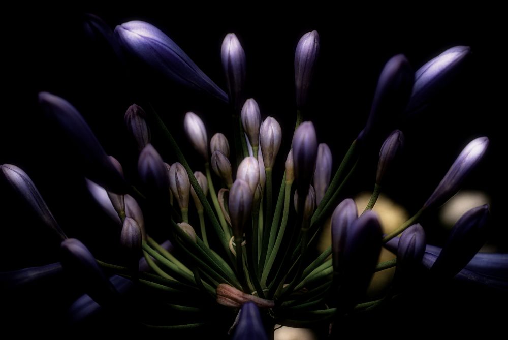 Photograph by Daiyu Moko