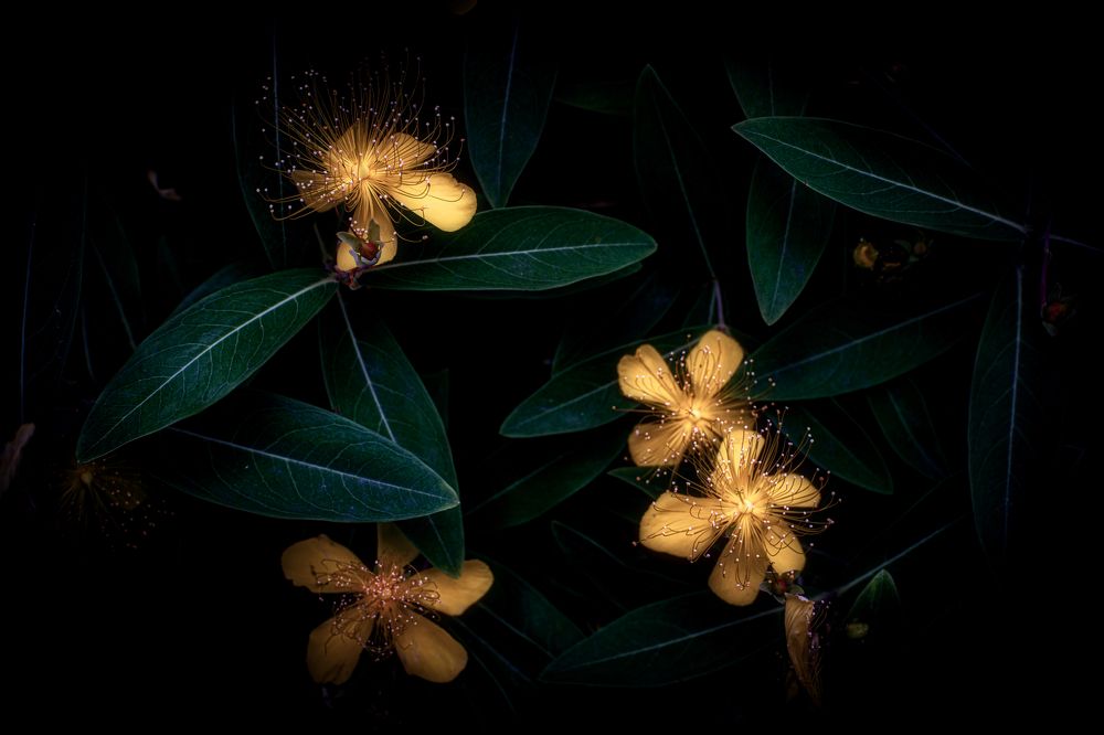 Photograph by Daiyu Moko