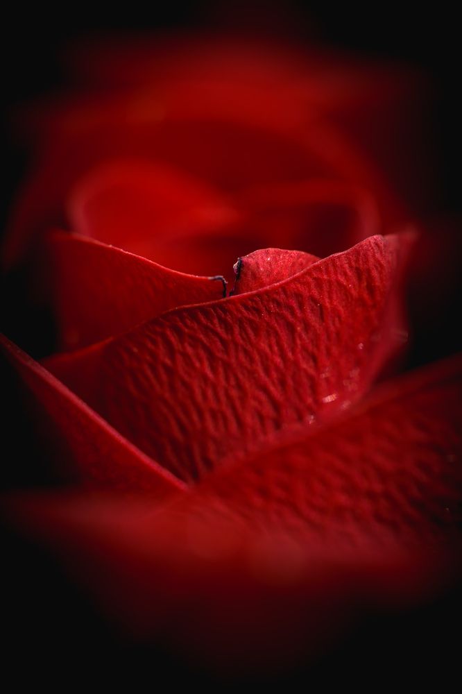 Photograph by Николай Головко