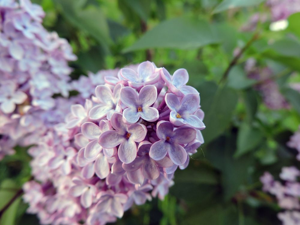 Фиолетовая / Violet