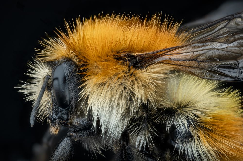 Bombus muscorum | Large carder bee | Abeja carda
