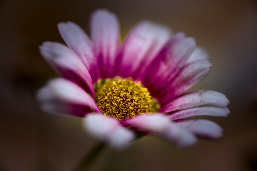 Photograph by David Solodar