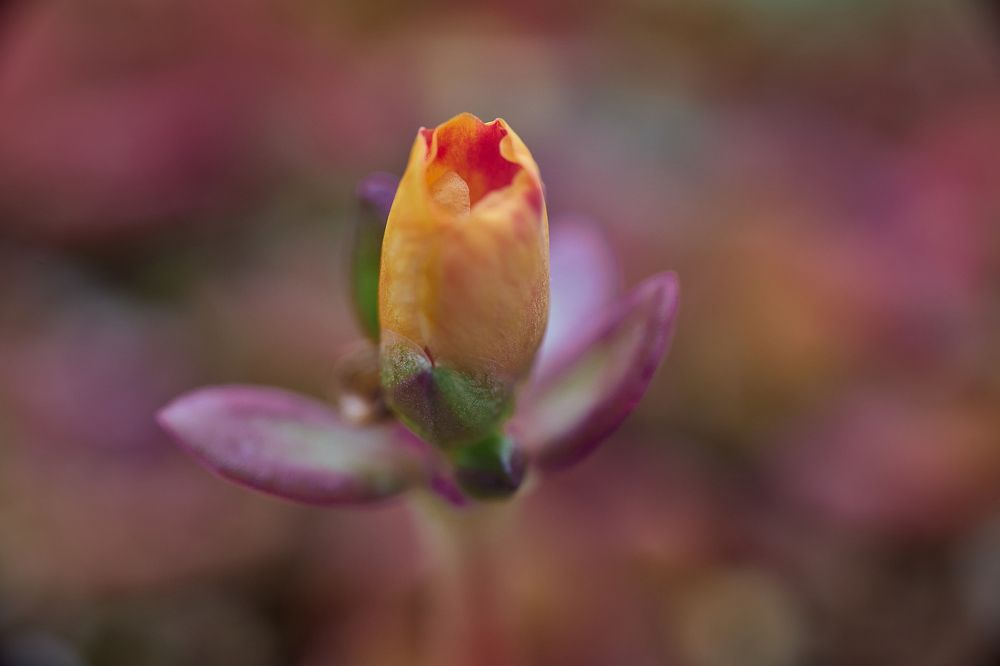 Фотография автора David Solodar