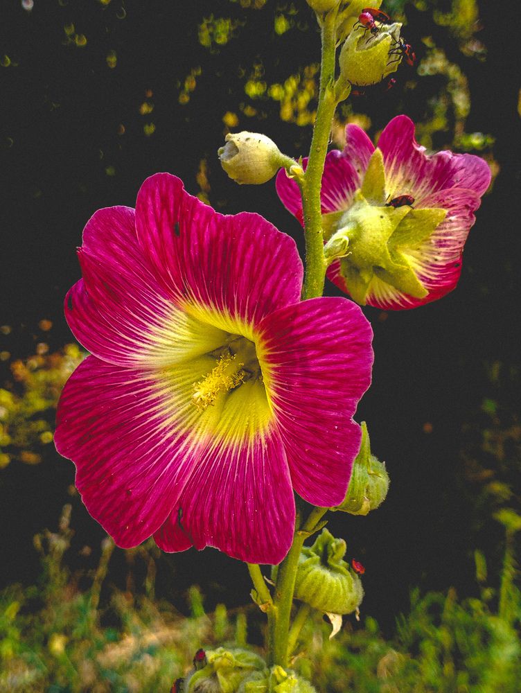 Photograph by Виктория Дудкина