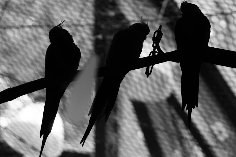 Photograph by Rice Baron