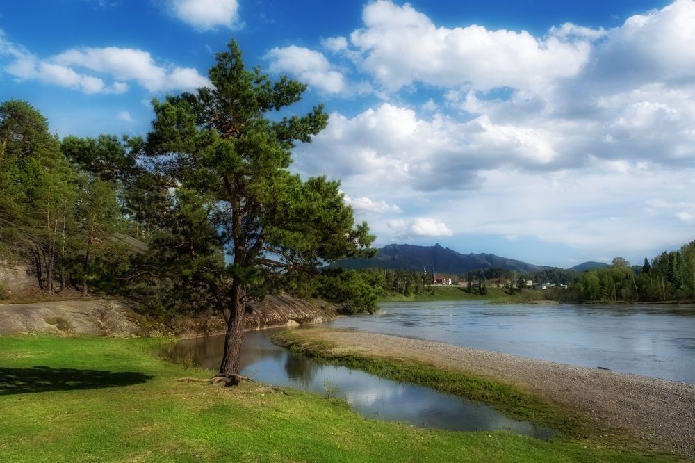 Кедр у реки Бия