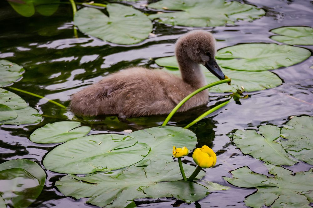 Photograph by Елена