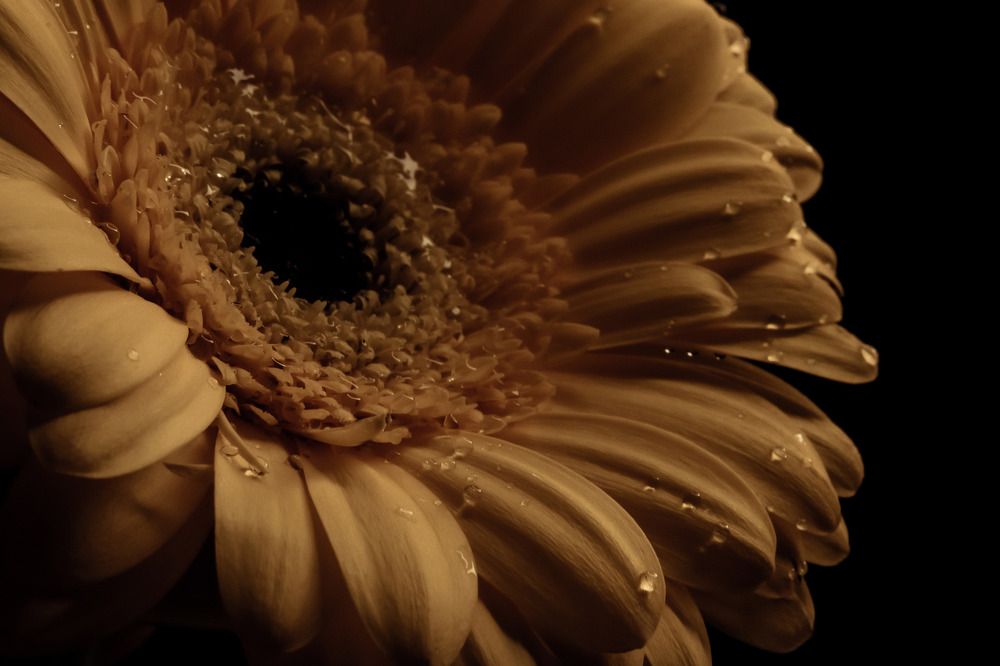 Photograph by Строганова Надежда