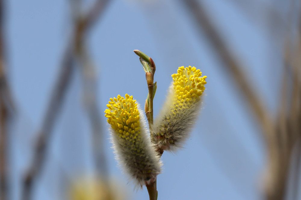 Вербное воскресенье