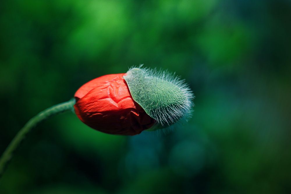 Photograph by Денис Гайдуков