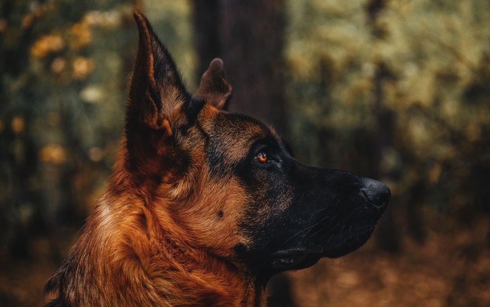 Photograph by Андрей Летов