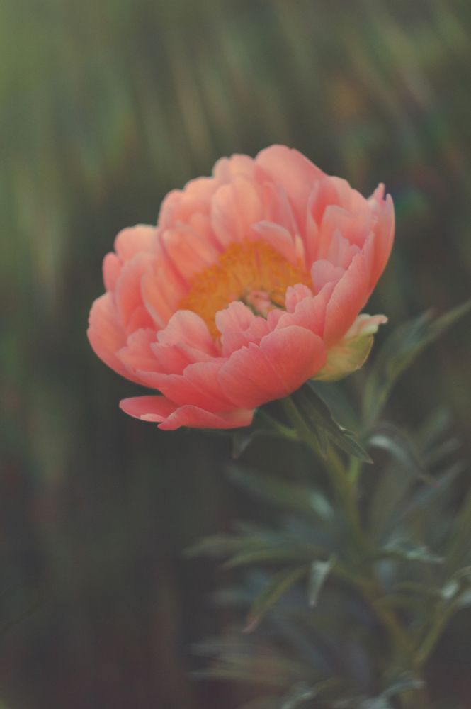 Как на плёнку)