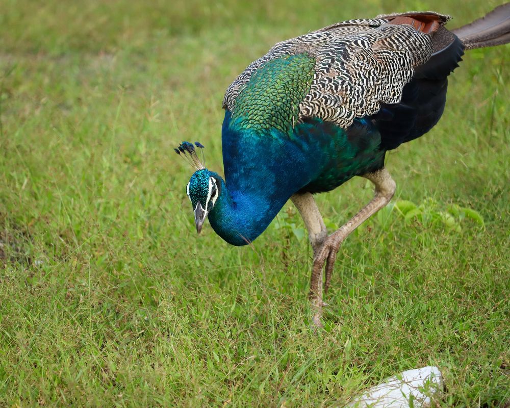 Peacock foraging in the fields