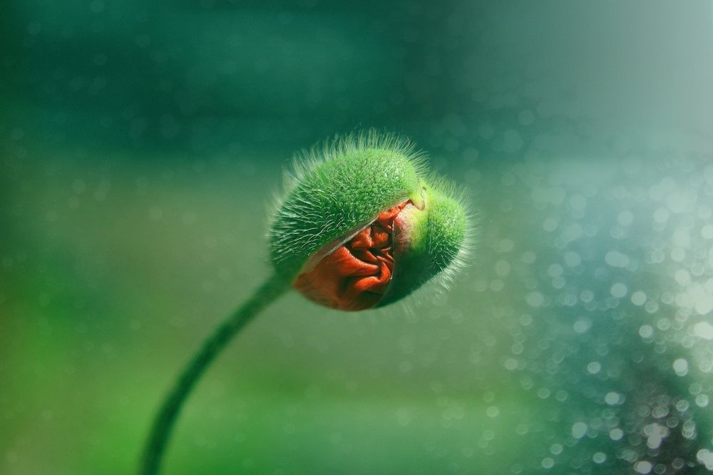 Пробуждение