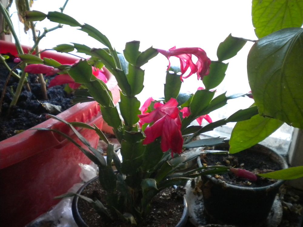 Photograph by Галина Петрушенко