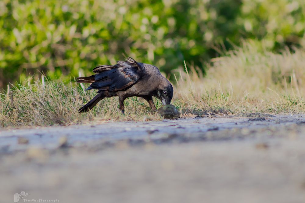 Photograph by Thuventhiran Thuva