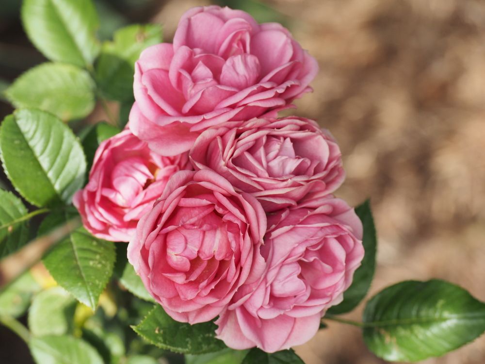 Photograph by Сергей Борисов