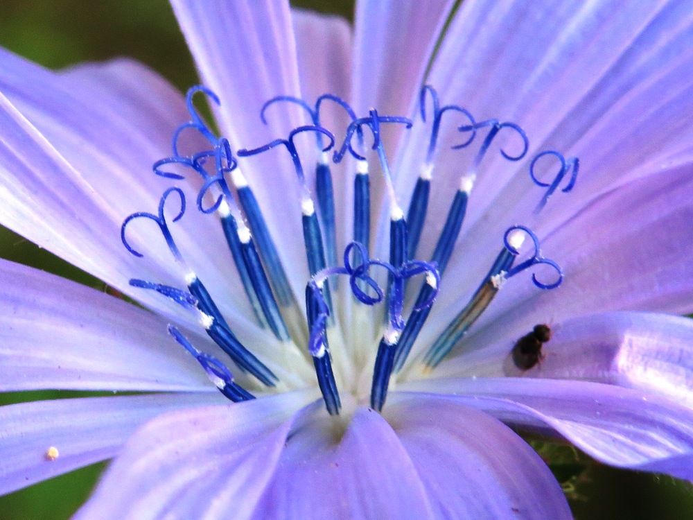 Середина цветка