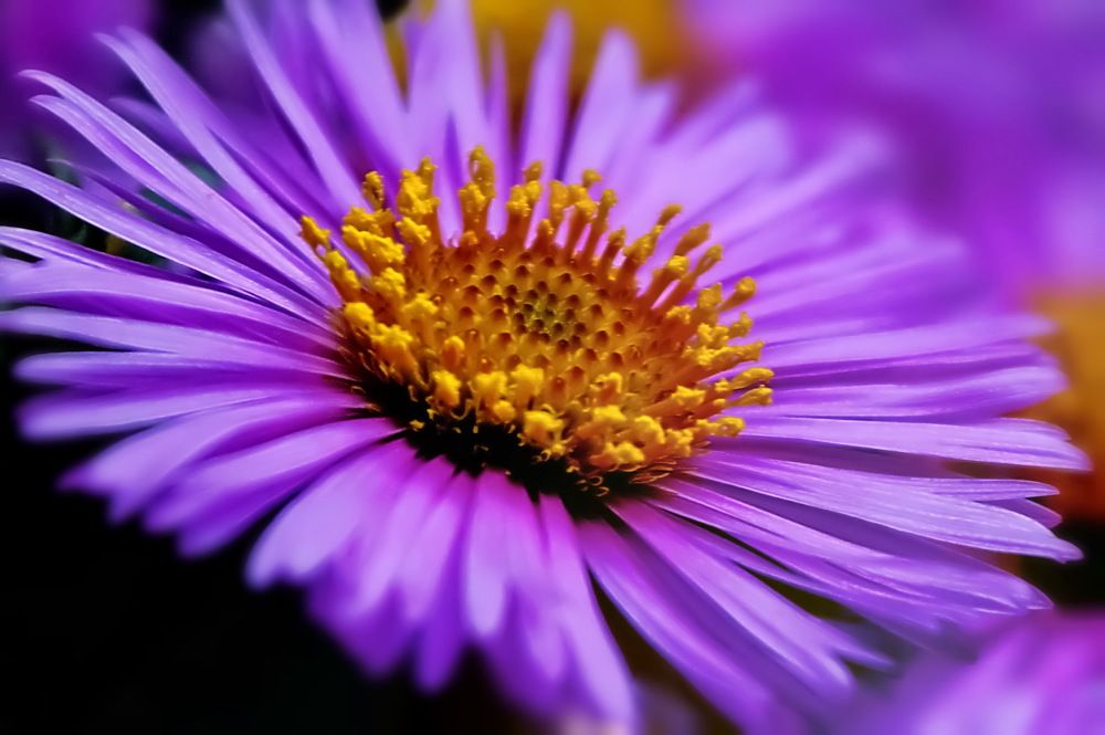 Цветочная Корона