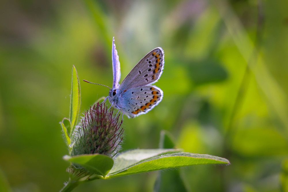 Photograph by Денис Гайдуков