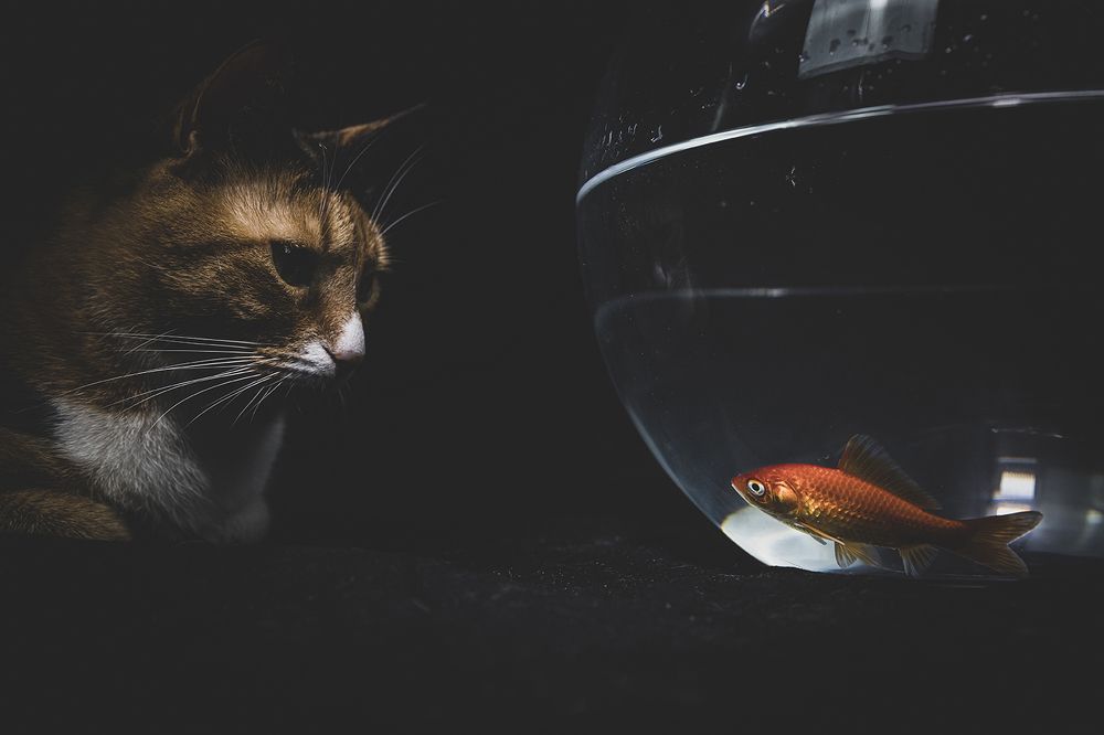 Photograph by Stavros Makridis