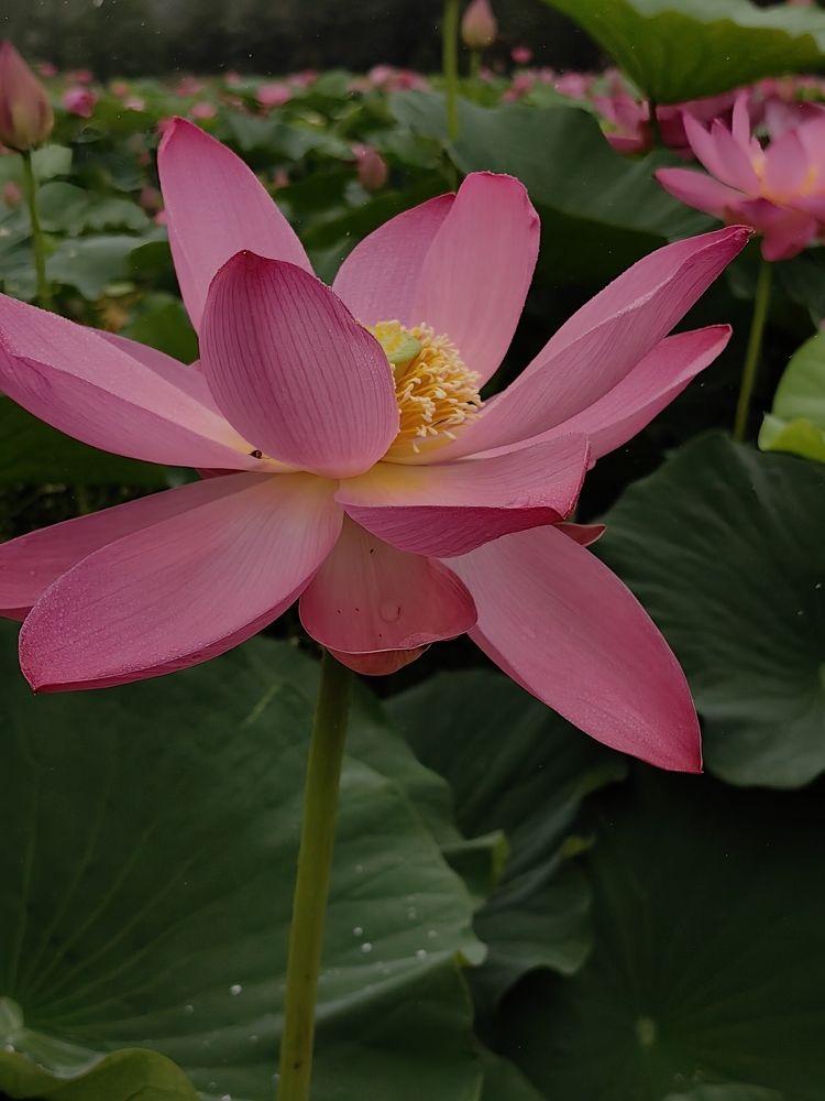 Photograph by Екатерина Исаева