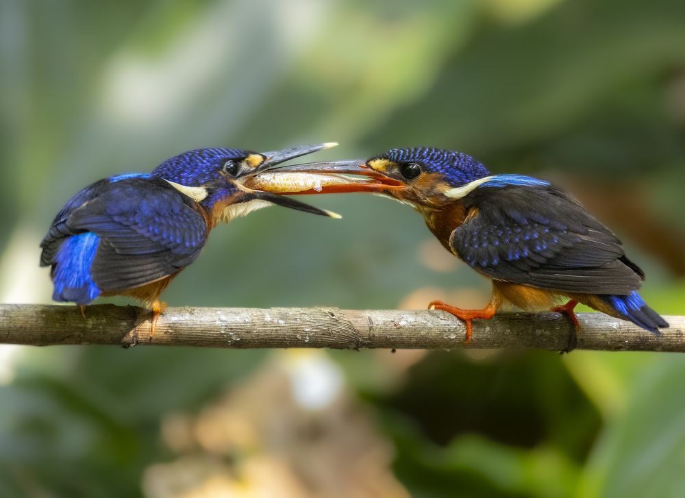 Blue Eared Kingfisher Feeding Session
