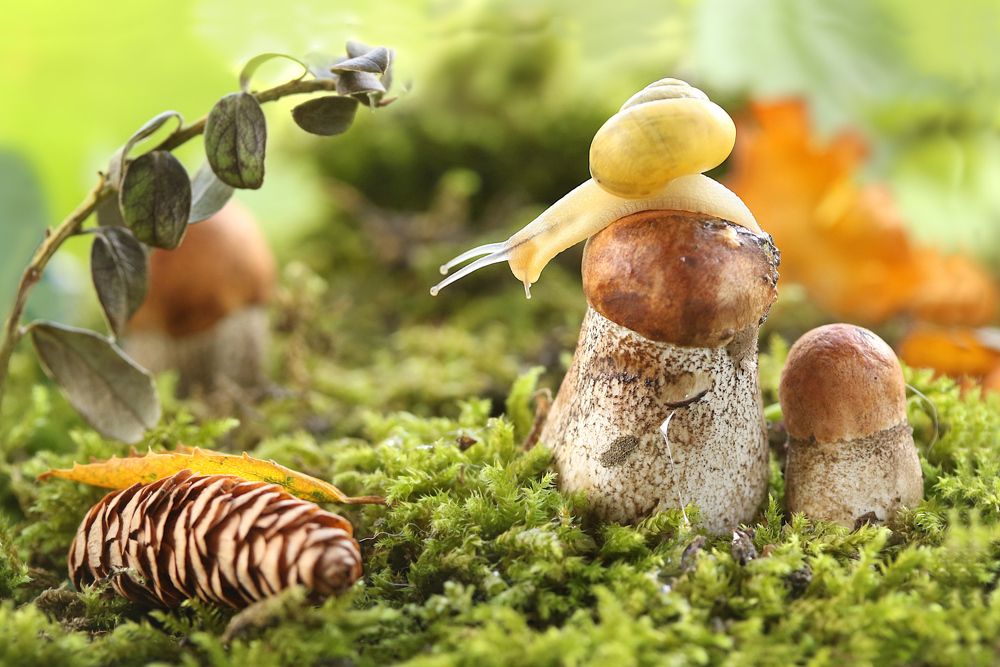 Photograph by Шруб (Беляева) Татьяна