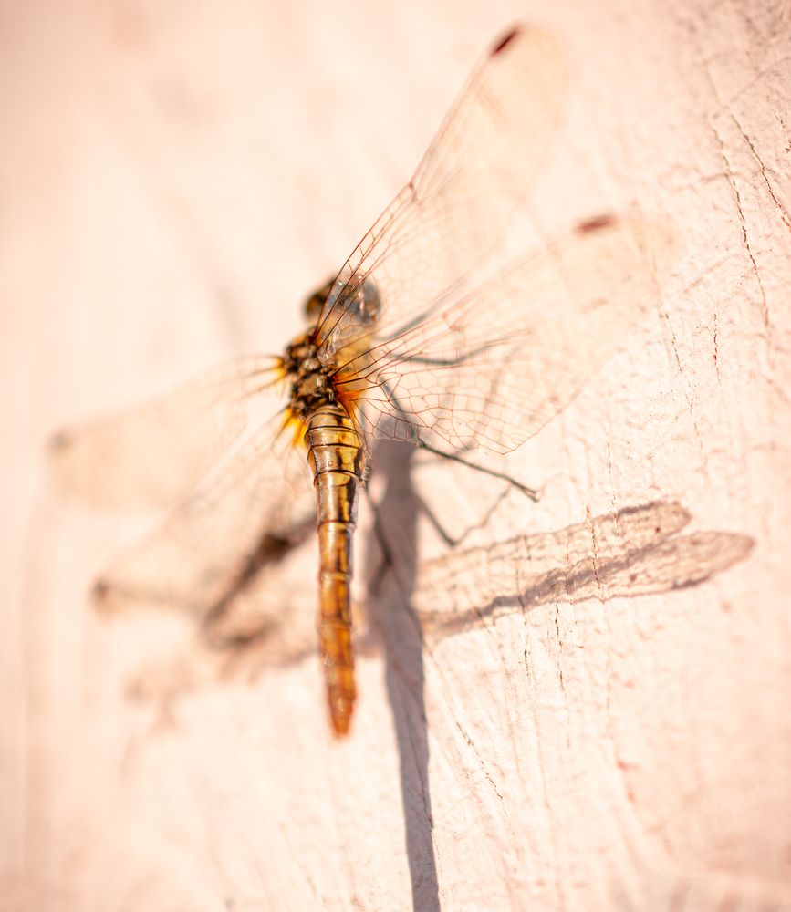 Photograph by Максим Жухлистов