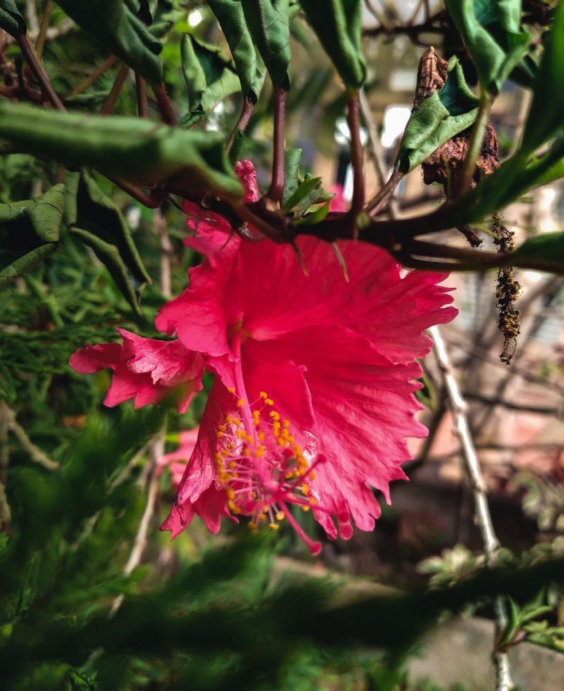 A red flower in a garden ?