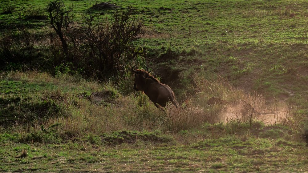 A Rare Encounter with Luluka in Masai Mara