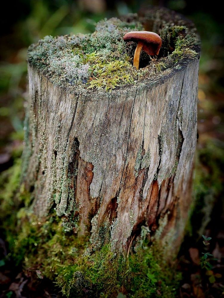 Лето в лесу